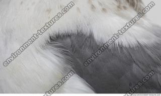 animal skin feathers seagull 0006